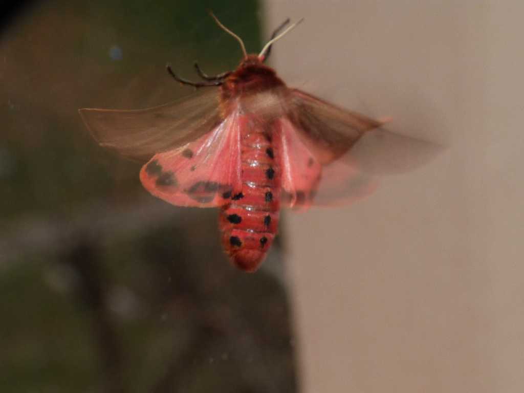 Bozzolo di Phragmatobia fuliginosa